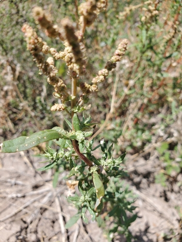 Atriplex wrightii (Wright's saltbush) — photo
