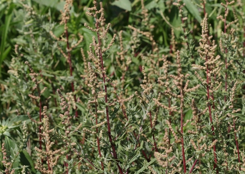 Atriplex wrightii