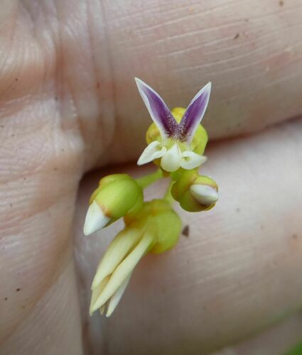 Atroxima liberica — photo