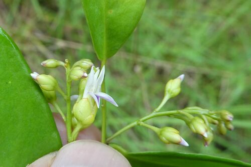 Atroxima liberica — photo