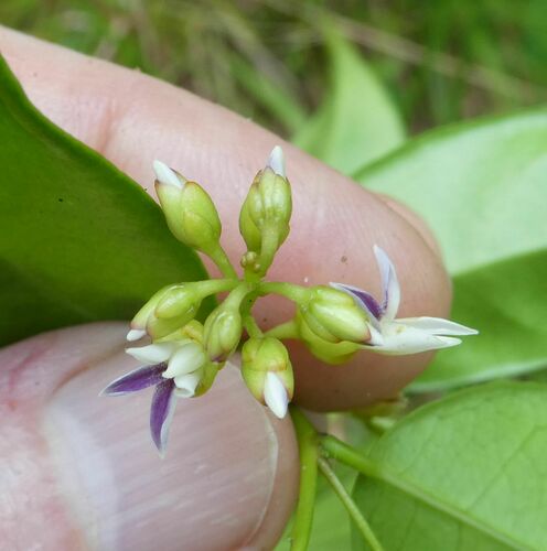 Atroxima liberica