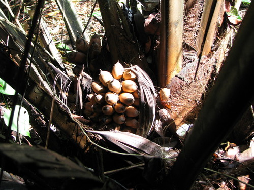 Attalea allenii (Taparin) — photo