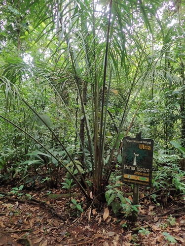 Attalea allenii