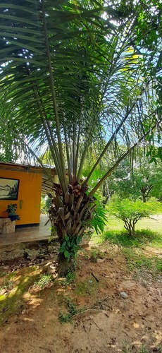 Attalea allenii (Taparin) — photo