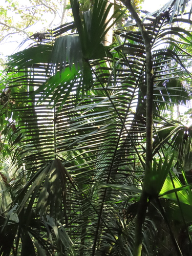 Attalea amygdalina (Taparo) — photo