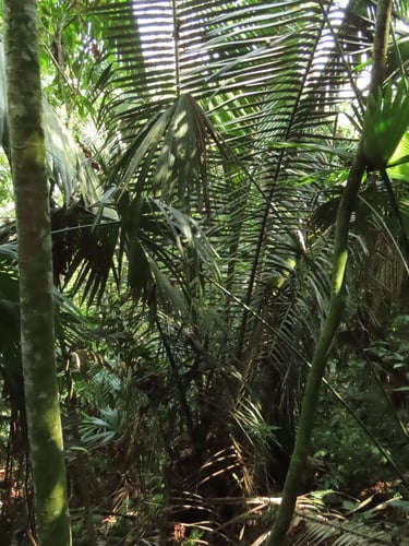 Attalea amygdalina