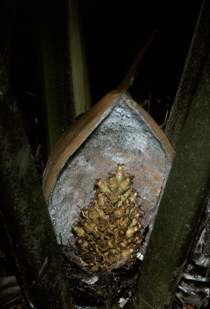 Attalea attaleoides (Macoupo blanc) — photo