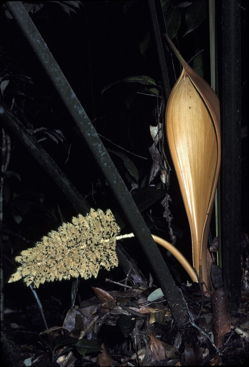 Attalea attaleoides