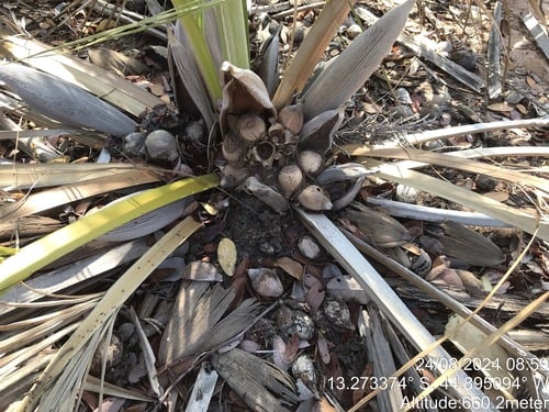 Attalea barreirensis