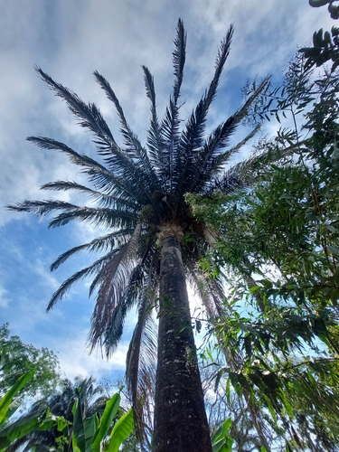 Attalea bassleriana (Shebon) — photo
