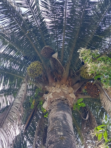 Attalea bassleriana (Shebon) — photo