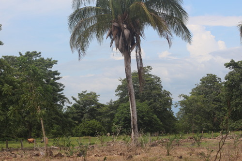 Attalea bassleriana