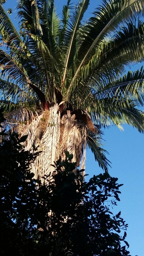 Attalea burretiana