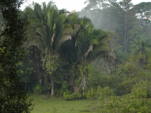 Attalea butyracea (Wine palm) — photo