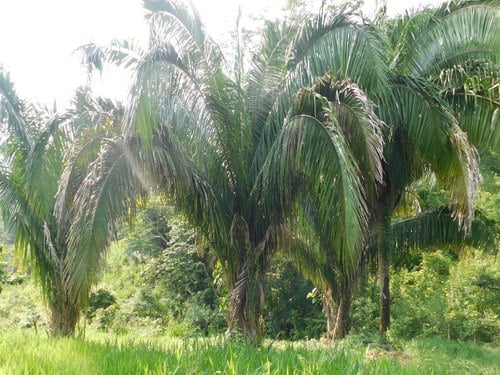 Attalea butyracea (Wine palm) — photo