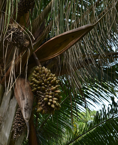Attalea cephalotus (Smallhead attalea) — photo