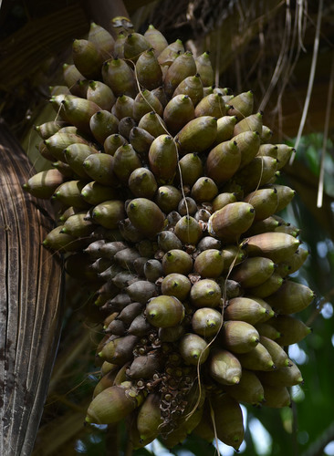 Attalea cephalotus (Smallhead attalea) — photo