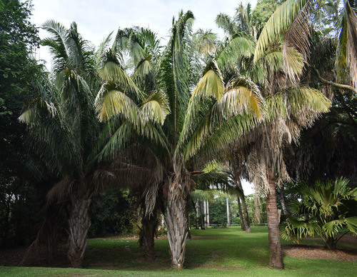 Attalea cephalotus