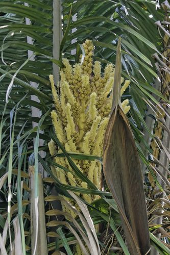 Attalea cohune (Cohune Nut) — photo