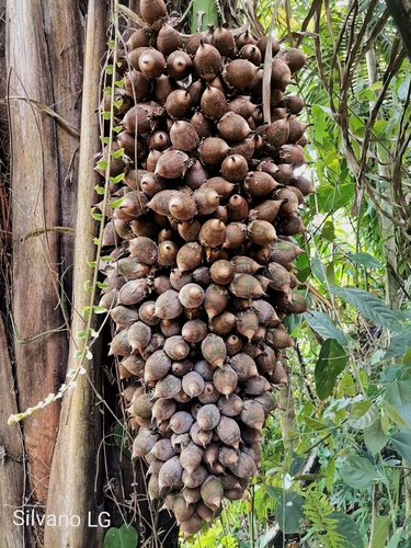 Attalea cohune (Cohune Nut) — photo