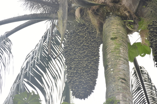 Attalea colenda (Colenda attalea) — photo