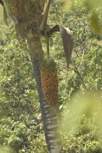 Attalea colenda (Colenda attalea) — photo