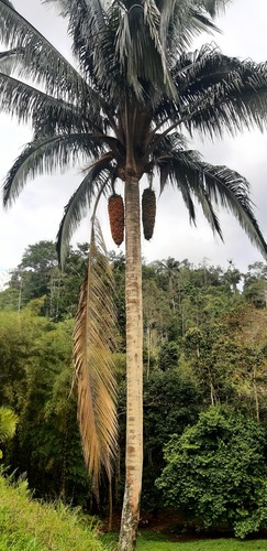 Attalea colenda