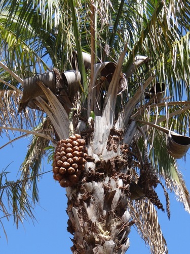 Attalea compta (Pindoba) — photo