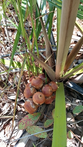Attalea compta