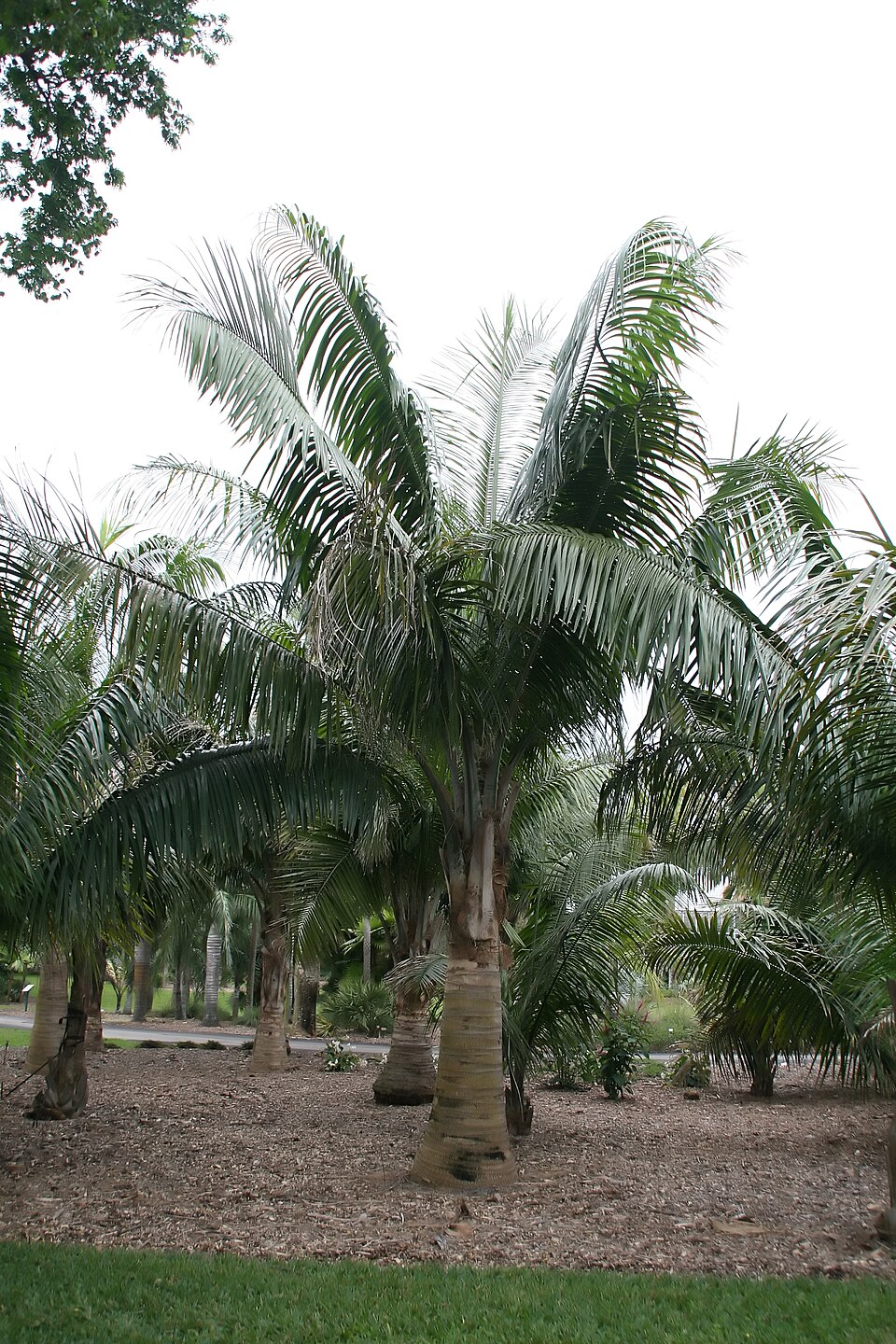 Attalea crassispatha (Carossier) — photo