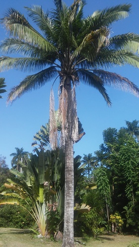 Attalea crassispatha