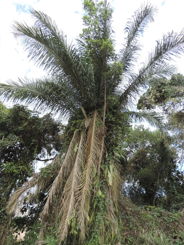 Attalea dubia (Doubtful attalea) — photo