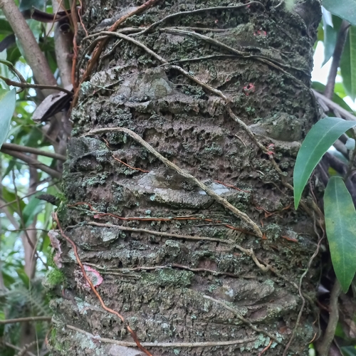 Attalea dubia (Doubtful attalea) — photo