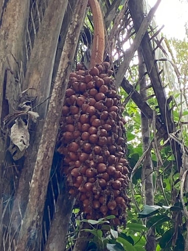 Attalea dubia
