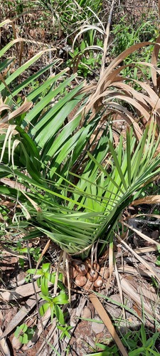 Attalea eichleri (Large-fruit yagua palm) — photo