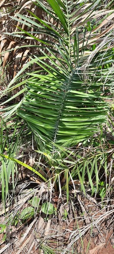 Attalea eichleri (Large-fruit yagua palm) — photo