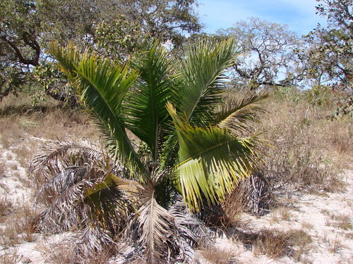 Attalea exigua (Babacu) — photo