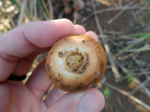 Attalea exigua (Babacu) — photo
