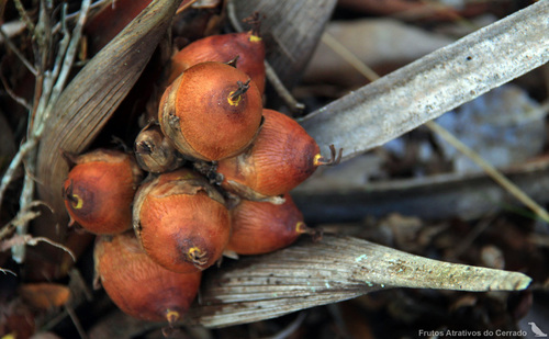 Attalea exigua