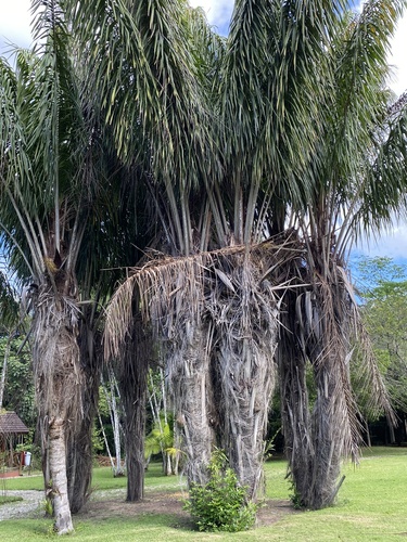 Attalea funifera (Conquilla Nut) — photo