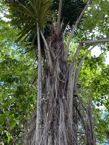 Attalea funifera (Conquilla Nut) — photo