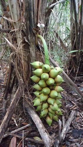 Attalea funifera