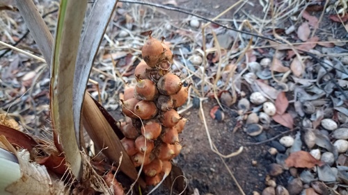 Attalea geraensis (Andaia) — photo