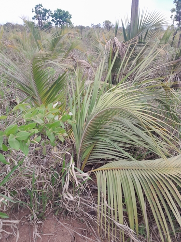 Attalea geraensis (Andaia) — photo