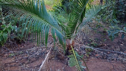 Attalea geraensis