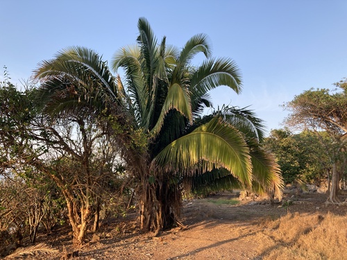 Attalea guacuyule (Guacuyule orbignya) — photo