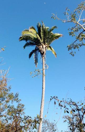 Attalea guacuyule