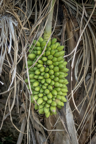 Attalea huebneri (Urucuri) — photo