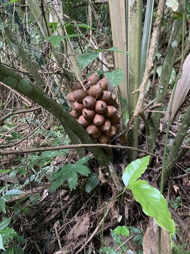 Attalea humilis (Pindoba) — photo