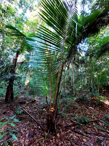 Attalea humilis (Pindoba) — photo